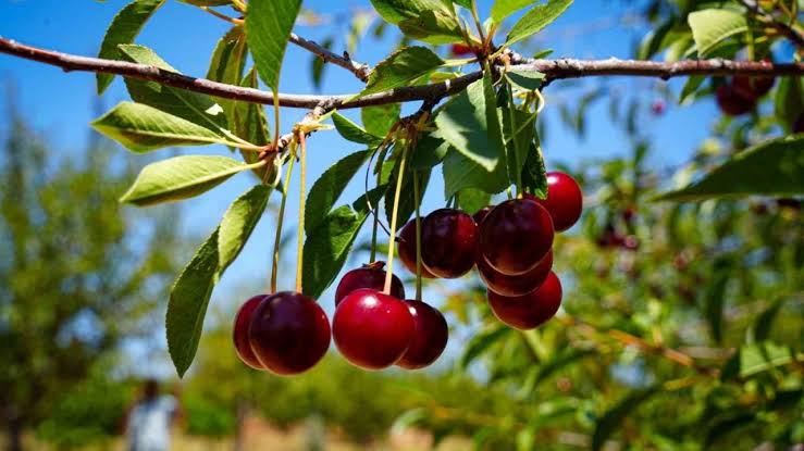 Çubuk Vişnesi Kalitesi ve Aromasıyla Öne Çıkıyor